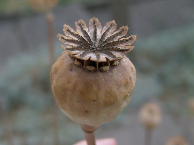 MÁK számfejtési rendszer (KIRA) hiányosságairól