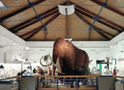 A KKDSZ a Természettudományi Múzeumért