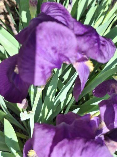 20250427_170559_lila_írsz