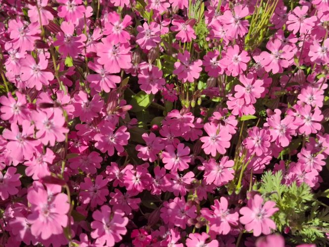 20250427_171215rózsaszín_mályva