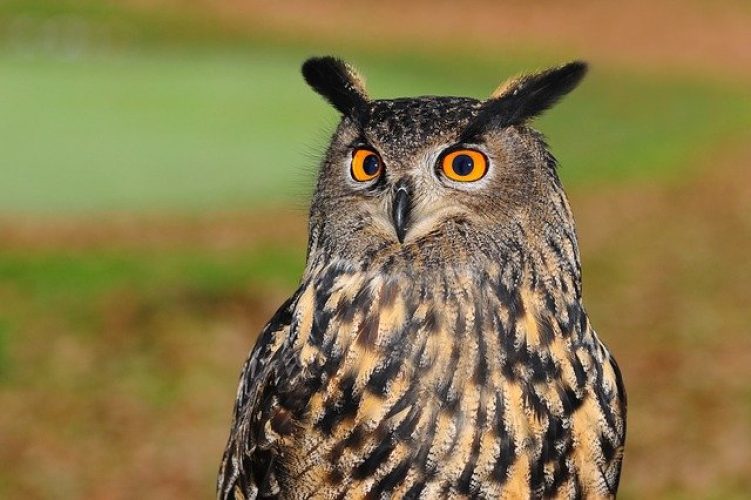 european-eagle-owl-2010346_640