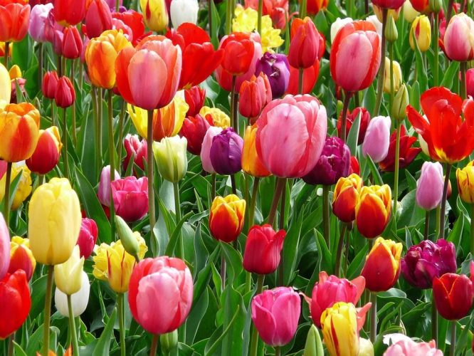 tulips-52126_960_720